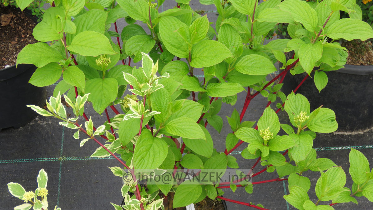 Cornus alba Sibirica - Austrieb.JPG